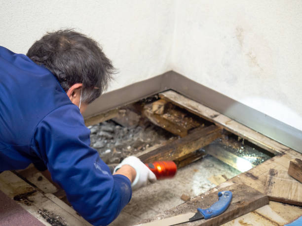 Reliable Junction City, CA Mold Inspection, Removal & Remediation Solutions